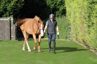 Horse being walked